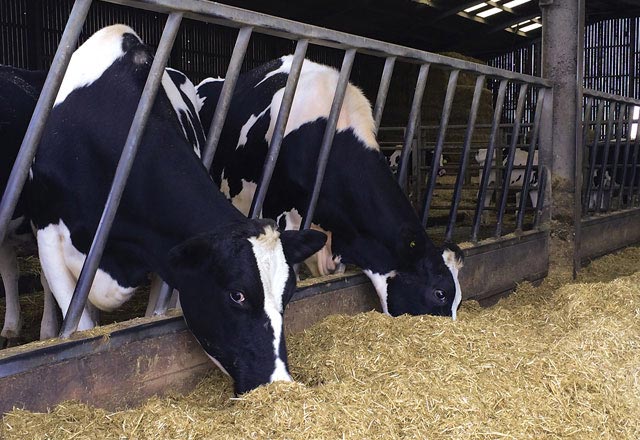 Maintaining Butterfats