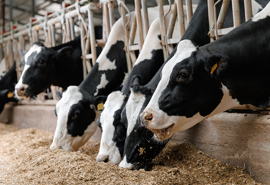 Dairy cows eating mix rations