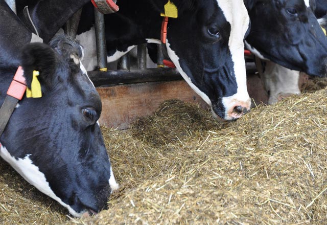 Cows eating chopped straw